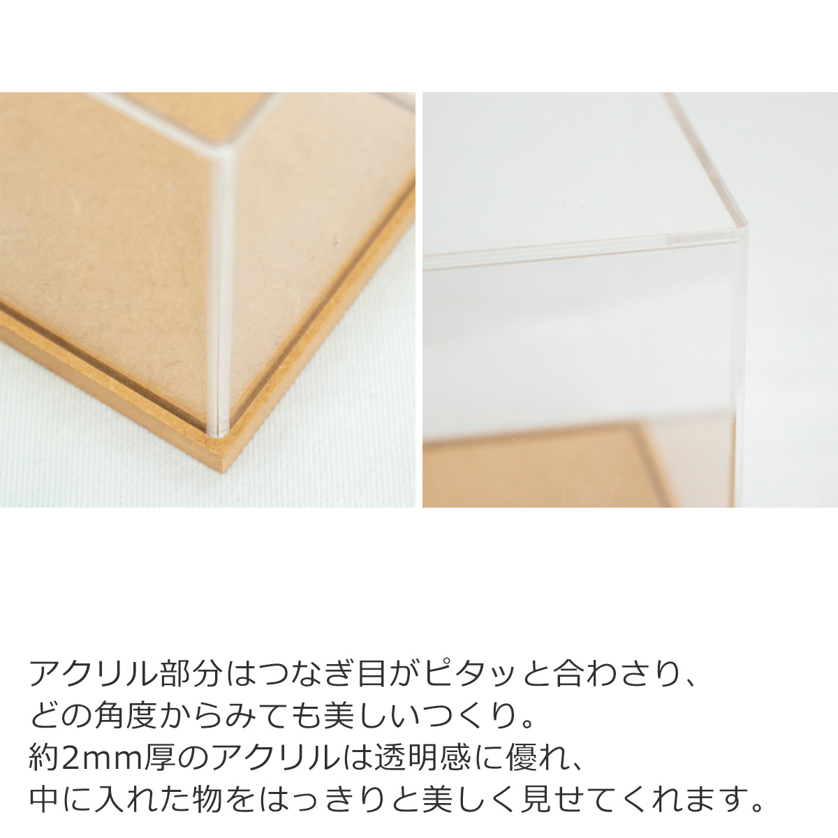 ペーパークラフトキット アクリルケース付き モンステラ アダン