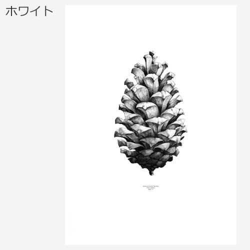 ポスター 北欧 50 70 Cm デンマーク アートポスター おしゃれ Paper Collective Pine Cone パインコーン 松ぼっくり モノトーン Favoritestyle